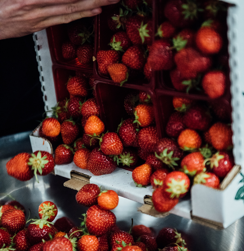Fraise/Chocolat