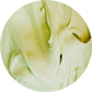 Noix de coco matcha